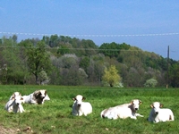 Vitelloni Manze e Vitelli