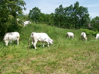 Mucche Manze e Vitelli Razza Piemontese