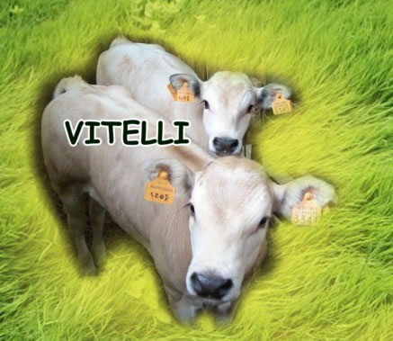 VITELLI RAZZA PIEMONTESE