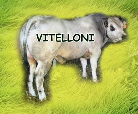 VITELLONI RAZZA PIEMONTESE